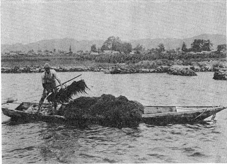 昭和前期のモバ採りの様子の写真