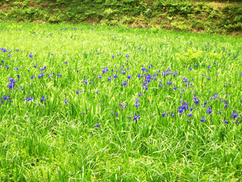 カキツバタ