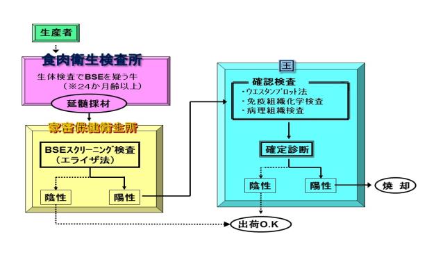 BSE検査の流れ