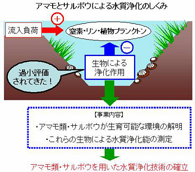 アマモとサルボウのイラスト