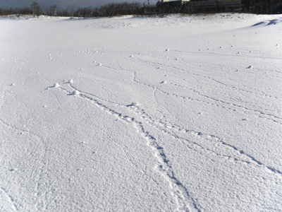 俵雪