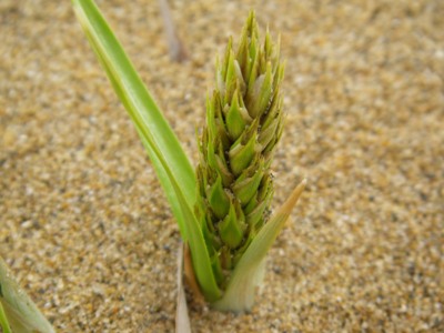 コウボウムギの発芽