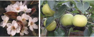 二十世紀梨の花などの写真