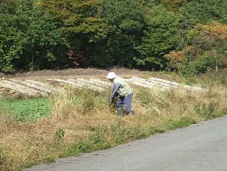 外来植物抜き取り中
