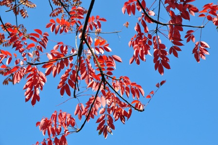 空と紅葉