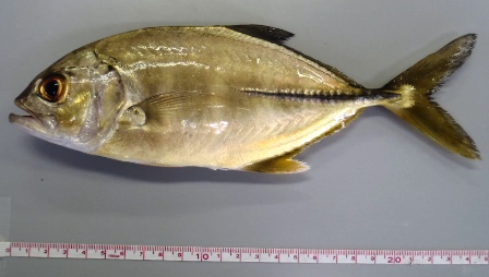 ギンガメアジ幼魚