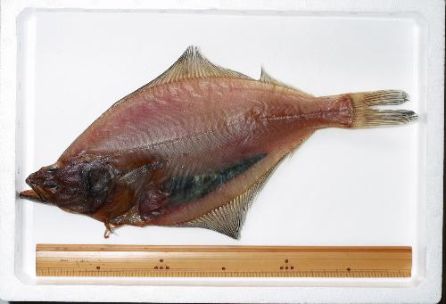 逆位のソウハチの干し物