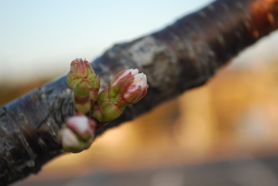 砂丘市営駐車場の桜