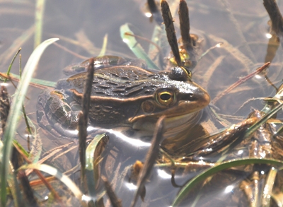 トノサマガエル