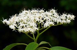 ミズキの花