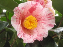吾妻絞（あづましぼり）の花の写真