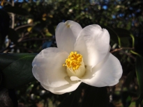 一休（いっきゅう）の花の写真