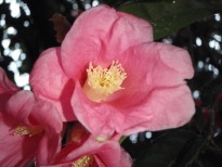 寒咲赤侘助（かんざきあかわびすけ）の花の写真