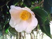 関東月見車（かんとうつきみぐるま）の花の写真