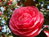 源氏唐子（げんじからこ）の花の写真