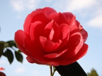 碁石（ごいし）の花の写真