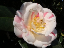 五色八重散椿（ごしきやえちりつばき）の花の写真1