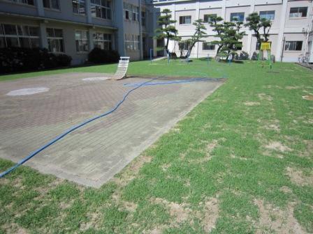 大栄小学校中庭芝張り1ヶ月後