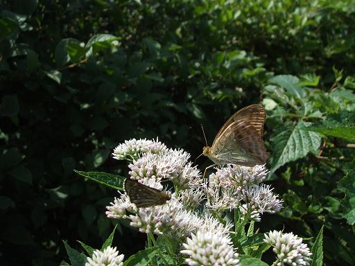 チョウの天国、鏡ヶ成