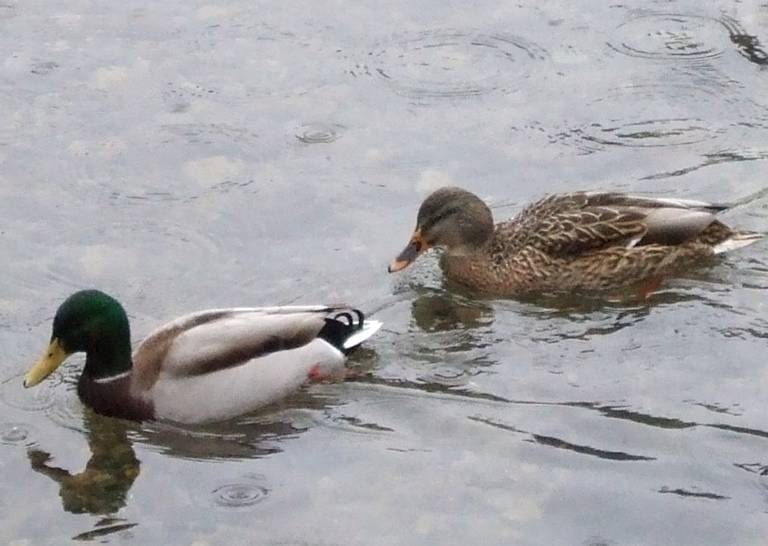 冬のマガモ