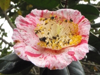 日月星（じつげつせい）の花の写真