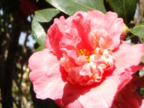 縞千鳥（しまちどり）の花の写真