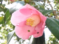 寿老庵（じゅろうあん）の花の写真