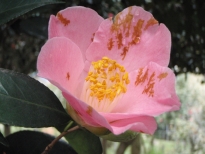 常満寺（じょうまんじ）の花の写真