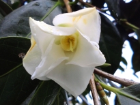 白侘助（しろわびすけ）の花の写真