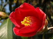 大山紅（だいせんべに）の花の写真