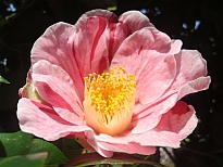 天人松島（てんにんまつしま）の花の写真