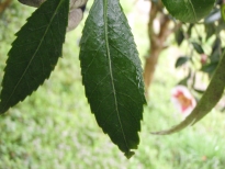 鋸葉椿（のこぎりばつばき）の葉の写真