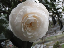 白鳳（はくほう）の花の写真1