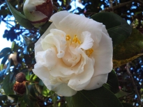 白鳳（はくほう）の花の写真2