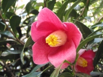 柊葉椿（ひいらぎばつばき）の花の写真