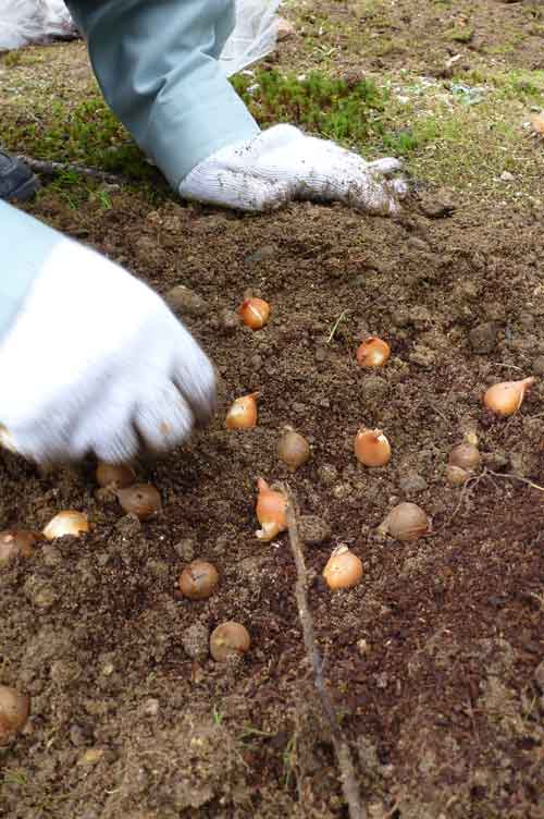 球根を植える様子