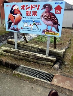 オシドリ観察の看板