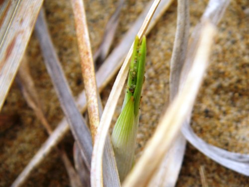 コウボウムギの新芽