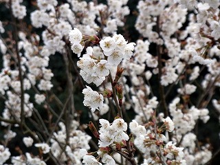 満開桜