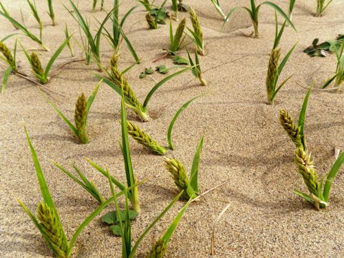 砂丘植物「コウボウムギ」