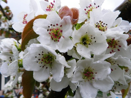 梨の花ー2