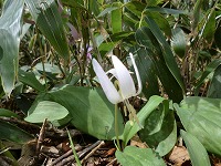 白いカタクリの花