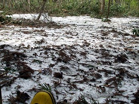 根雪