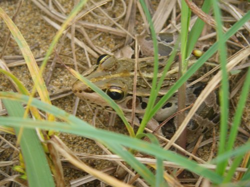 トノサマガエル