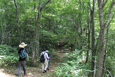 雑木林の中の山道