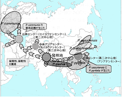 梨の発祥地と世界への拡がり