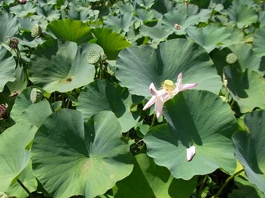 はすの花