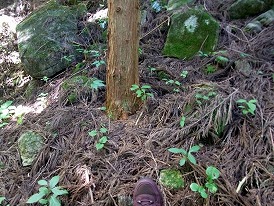 苔と石の山裾