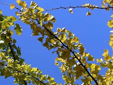 イチョウと青空