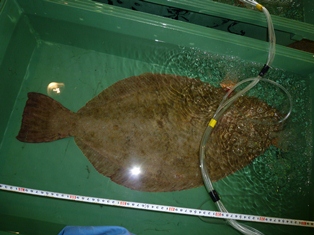 全長80cmはあろうヒラメ活魚